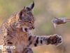Nelle immagini: la giocosa lince vince il primo premio nel concorso fotografico