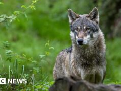 Lupo morde una donna sotto shock. Attacco tedesco nella by way of dello purchasing di Amburgo