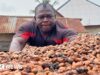 Tempi duri per i coltivatori di cacao a causa del crollo del mercato del cioccolato