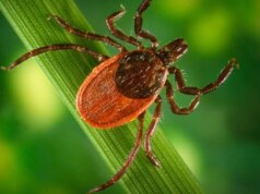 Infine, alcune buone notizie nella lotta contro la malattia di Lyme