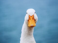 Questo chatbot attento alla privateness sta decollando: ecco perché e come provarlo