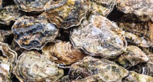 Ostriche e vongole crude richiamate in 9 stati a causa del rischio di norovirus