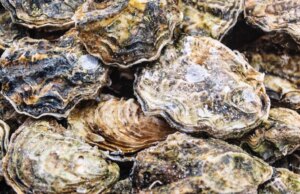 Ostriche e vongole crude richiamate in 9 stati a causa del rischio di norovirus