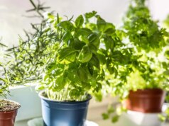 7 piante d’appartamento che combattono naturalmente i parassiti indoor