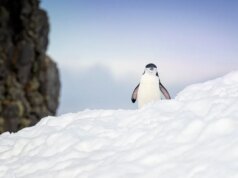 Ho usato Omega Linux per rivitalizzare un PC spazzatura ed è notevolmente migliore di Ubuntu