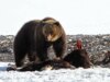 Primo grizzly del 2026 avvistato a Yellowstone, mentre si nutriva di carcasse di bisonte