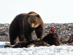 Primo grizzly del 2026 avvistato a Yellowstone, mentre si nutriva di carcasse di bisonte