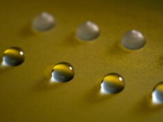 Questo fungo può far congelare l’acqua