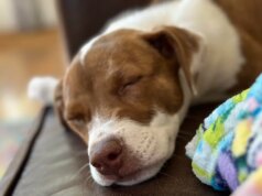 Ecco come trasformare la foto del tuo animale domestico preferito in una simpatica emoji per iPhone