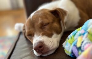 Ecco come trasformare la foto del tuo animale domestico preferito in una simpatica emoji per iPhone