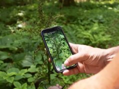 Come gli utenti dell’app iNaturalist si divertono aiutando la scienza