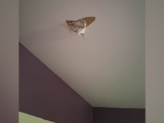 Una donna sostiene che una roccia spaziale si è schiantata contro una casa dopo che l’esplosione nell’space di Houston ha scosso i residenti