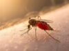 Le zanzare non riescono a smettere di morderti: lo scioccante motivo per cui gli scienziati dicono che sei il loro preferito