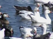 Natura: oche delle nevi nel Missouri