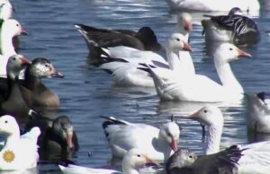 Natura: oche delle nevi nel Missouri