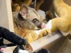 Un opossum vivo scoperto nascosto tra i peluche in un negozio di memento dell’aeroporto australiano