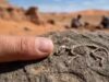 Scoperta rara: un minuscolo fossile di 1 centimetro trovato nel deserto del Gobi in Mongolia sconvolge gli scienziati