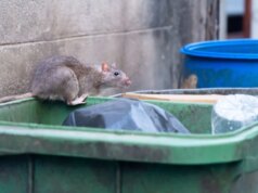 La verità non così semplice su ratti, scarafaggi e altri “parassiti” urbani che abbiamo creato