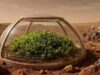 Gli scienziati scoprono una pianta che potrebbe sopravvivere su Marte e contribuire a creare un “pianeta verde”