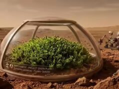 Gli scienziati scoprono una pianta che potrebbe sopravvivere su Marte e contribuire a creare un “pianeta verde”