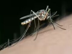 Gli scienziati scoprono “motori a razzo” all’interno dei parassiti della malaria: cosa sono e come funzionano