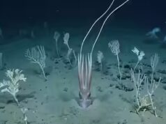 Gli scienziati filmano i calamari delle profondità marine che “si trasformano in un albero” 4 chilometri sotto il Pacifico