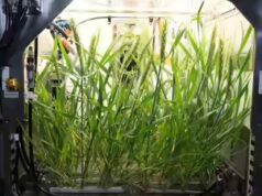 Gli scienziati affermano che i rifiuti umani potrebbero aiutare a coltivare cibo sulla Luna e su Marte