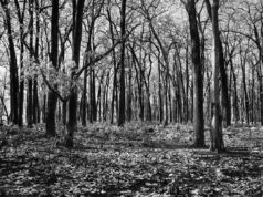 Gautham Manohar porta con le sue fotografie una cruda rivelazione della difficile situazione della natura