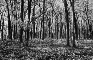Gautham Manohar porta con le sue fotografie una cruda rivelazione della difficile situazione della natura