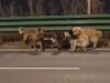 Sette cani rubati scappano da un camion in movimento in Cina, percorrono insieme 17 km per tornare dai loro proprietari