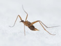 Questa mosca invernale sta facendo qualcosa che gli scienziati non pensavano fosse possibile
