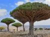 Socotra: perché quest’isola yemenita è definita il luogo più alieno della Terra