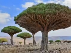 Socotra: perché quest’isola yemenita è definita il luogo più alieno della Terra