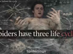 “I ragni hanno tre cicli di vita”: la vera scienza dietro il trailer più inquietante di Spider-Man finora