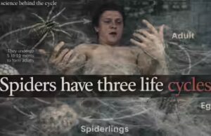 “I ragni hanno tre cicli di vita”: la vera scienza dietro il trailer più inquietante di Spider-Man finora