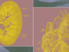 Una startup sostenuta da un miliardario vuole coltivare “sacchi per organi” per sostituire i check sugli animali