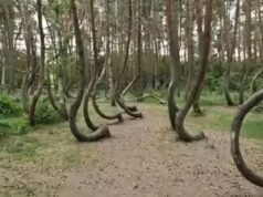 La foresta storta: perché 400 alberi in Polonia sono piegati esattamente a nord