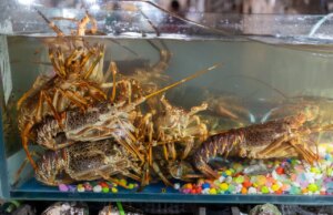 Secondo quanto riferito, i dipendenti tecnologici vengono valutati in base alla velocità con cui bruciano i token LLM