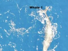 Guarda il primo video in cui i capodogli si danno una testata tra loro