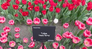 «Buona Primavera», mon Rodger!