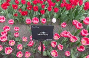 «Buona Primavera», mon Rodger!