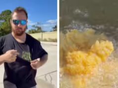 “Mi sembra buono”: un uomo della Florida cucina iguane verdi invasive con waffle in un video virale