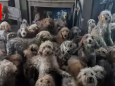 La RSPCA salva 250 cani: un ente di beneficenza contrasta l’abbandono di molti animali; Aumento del 70% dal 2021