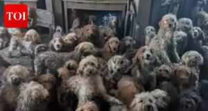 La RSPCA salva 250 cani: un ente di beneficenza contrasta l’abbandono di molti animali; Aumento del 70% dal 2021