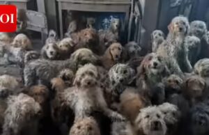 La RSPCA salva 250 cani: un ente di beneficenza contrasta l’abbandono di molti animali; Aumento del 70% dal 2021