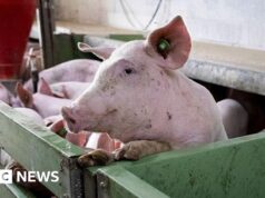 L’enorme industria spagnola della carne suina cerca la salvezza dalla minaccia della peste suina