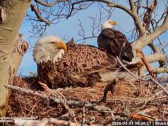 Il livestream offre una vista dall’alto del nido di un’aquila calva del Capo Bretone