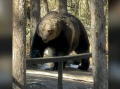 I comuni rurali chiedono al governo dell’Alberta di aprire la caccia agli orsi grizzly