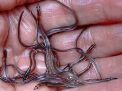 Perché i pesci migratori d’acqua dolce hanno bisogno di un “passaggio sicuro” a livello globale mentre il loro numero diminuisce