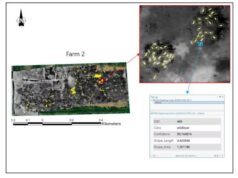 Alberta testa la tecnologia dei droni basata sull’intelligenza artificiale nella battaglia contro i cinghiali